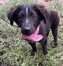 Photo of LIZZY