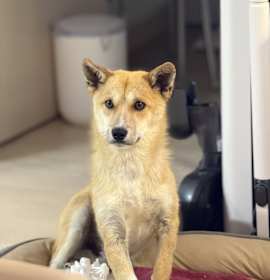Photo of Royal