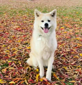 Photo of Daimiko Go Takimisou