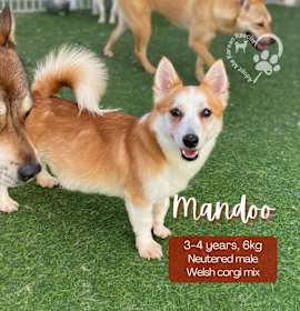 Photo of Mandoo