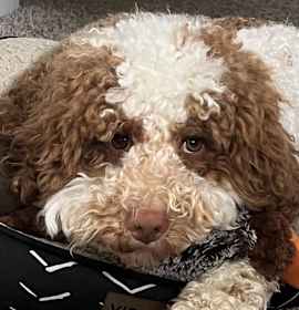 Photo of Winston