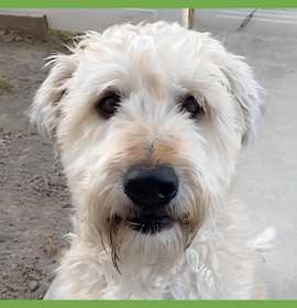 Photo of Bear
