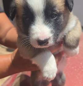 Photo of Dink