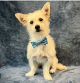 Photo of TOBY