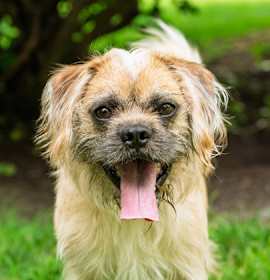 Photo of Kodi