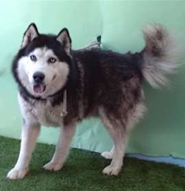 Photo of SAMSON
