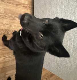 Photo of Olive