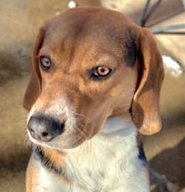 Photo of Bailey *Adopt or Foster*