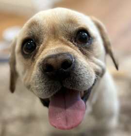 Photo of Pumba