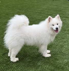 Photo of Coco
