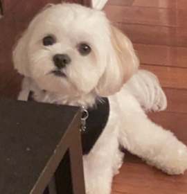 Photo of Charlie