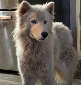 Photo of KIZMET