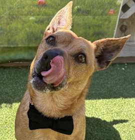 Photo of Bruno ⧓ Handsome