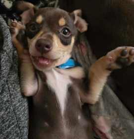Photo of Puppy Maverick  -  Las Vegas