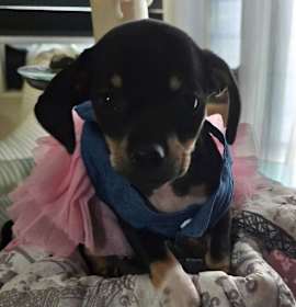 Photo of Puppy Buttercup  -  Las Vegas