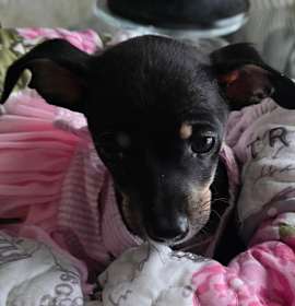 Photo of Puppy Charlie Girl  - Las Vegas