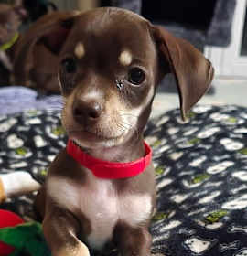 Photo of Puppy Esme  -  Las Vegas