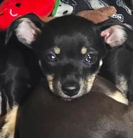 Photo of Puppy Trouble  -  Las Vegas