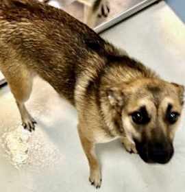 Photo of Honey Bunny 63062