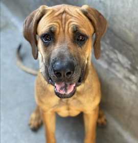 Photo of STELLA