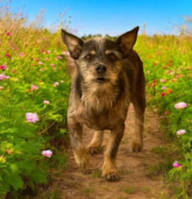 Photo of COCO