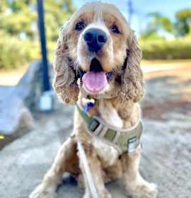 Photo of Fozzie Bear