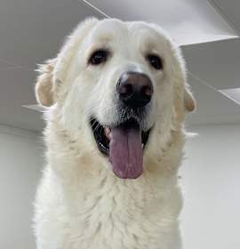 Photo of Brody