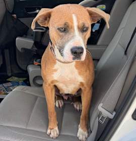 Photo of Petunia Hazel