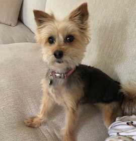 Photo of OLLIE