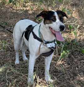 Photo of Sheba
