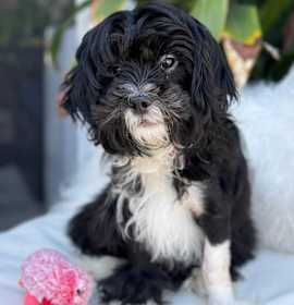 Photo of Skipper