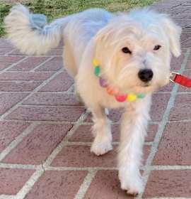 Photo of Pixie