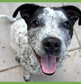 Photo of Romeo