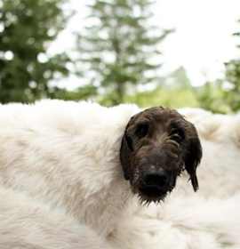 Photo of WALLY