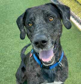 Photo of Pepper A2198553