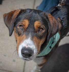 Photo of Koda