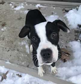 Photo of Daisy (Disney mom Roxie)