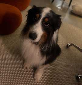 Photo of Rocky