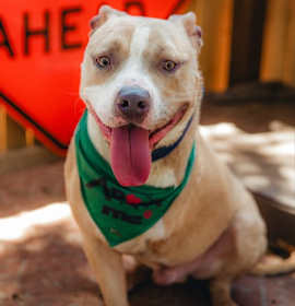 Photo of Champ