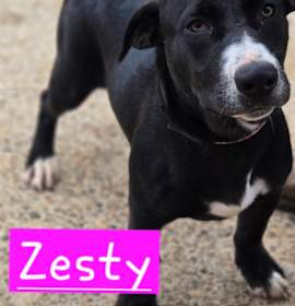 Photo of Zesty