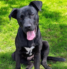 Photo of PUPPY ISAAC