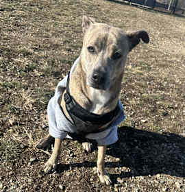 Photo of Nala