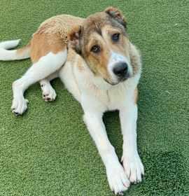 Photo of Ruby A5701982
