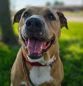 Photo of Honey Baked Hamm