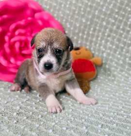 Toasty Breakfast Bunch photo 4