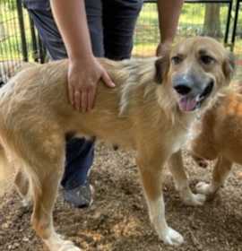 Photo of Ariel (Mom To Under the Sea Litter) *Adoption Pending*
