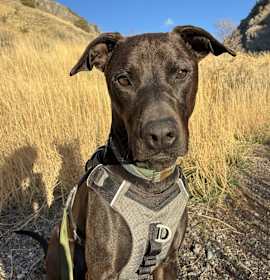 Photo of Pepto Bismol (Indi)