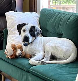 Photo of Domino