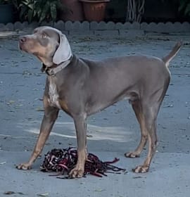 Photo of Rocky