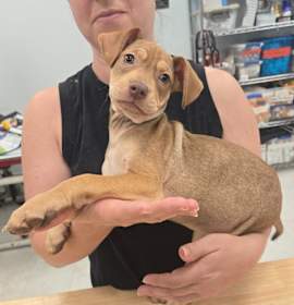 Tchoupitoulas photo 2